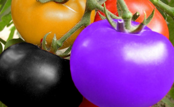 Tomato varieties