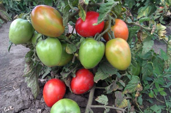 tomatoes on a bush