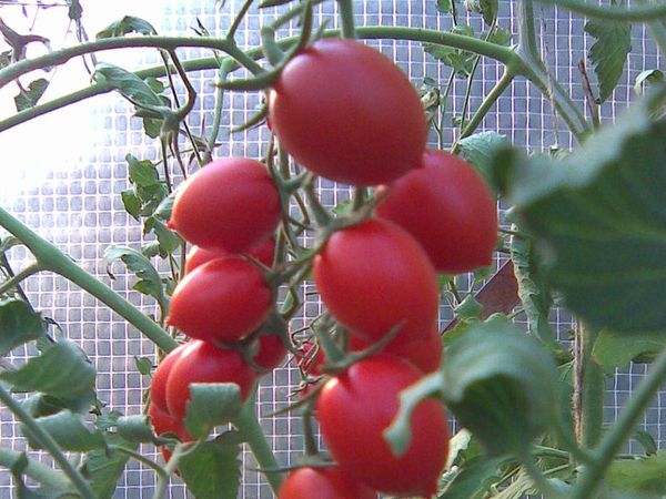tomatoes