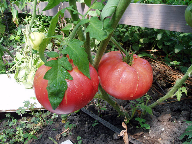tomato is a great warrior