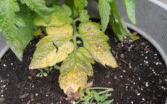 yellow spots