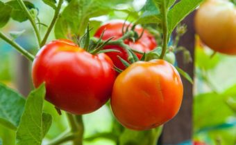 tomatoes