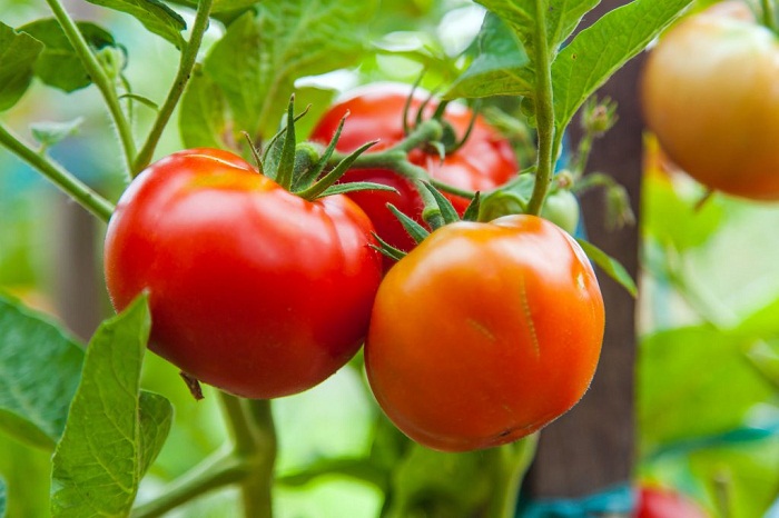 tomatoes