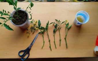 cuttings