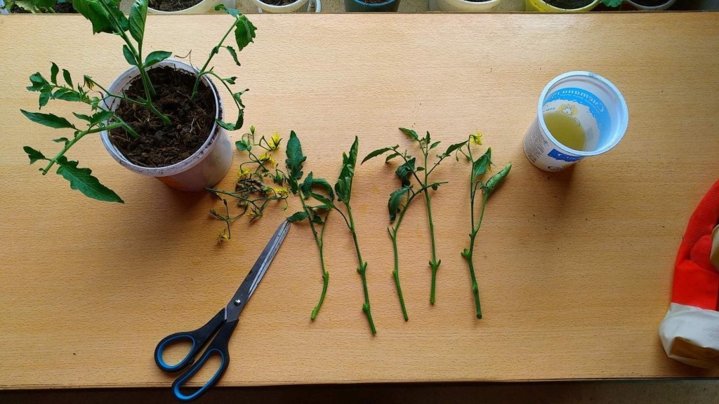 cuttings