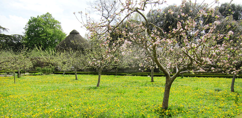 apple trees are blooming