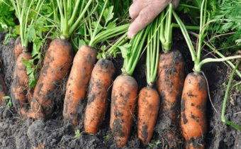 carrot in the garden