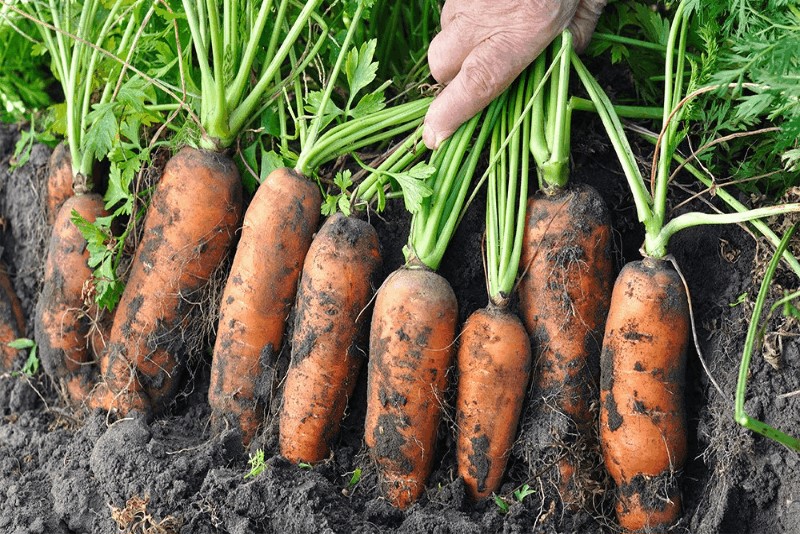carrot in the garden