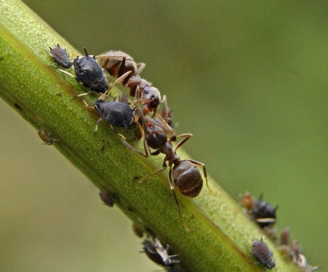 ants