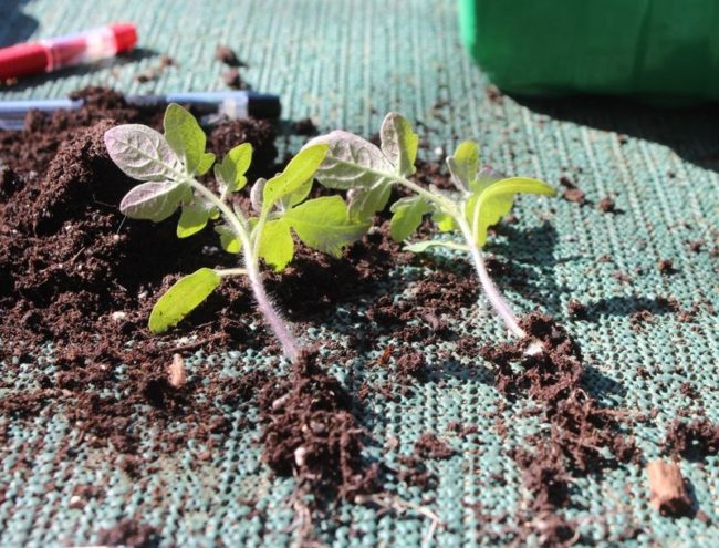 tomato picking on the moon in april