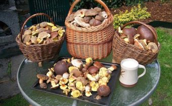 boletus