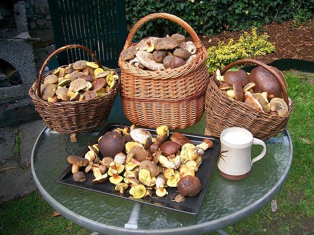 boletus