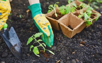 planting tomatoes