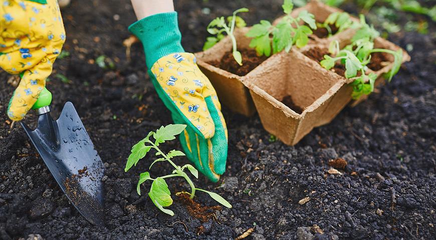 planting tomatoes