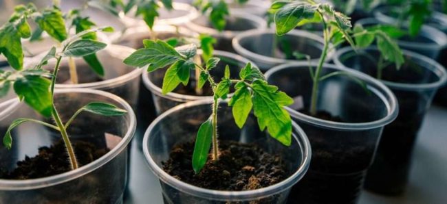 planting tomatoes in April