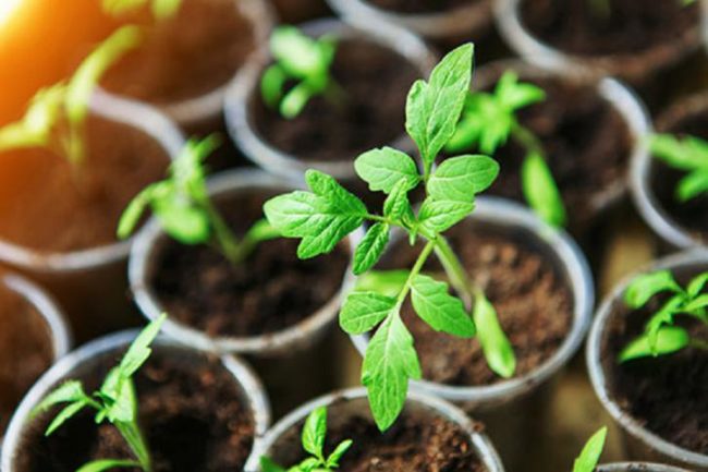 plant tomatoes in April