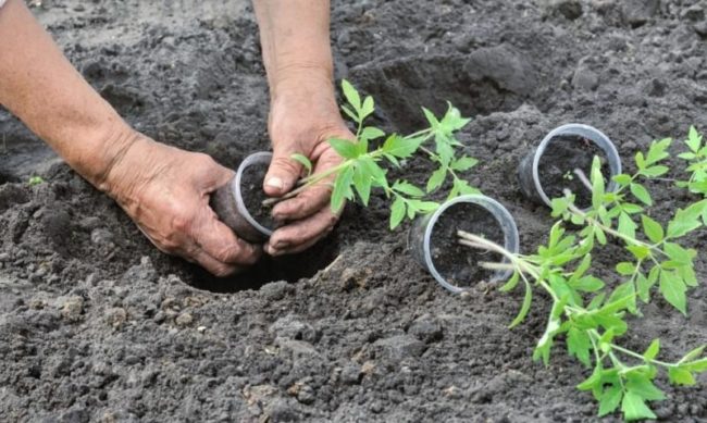 plant tomatoes in April