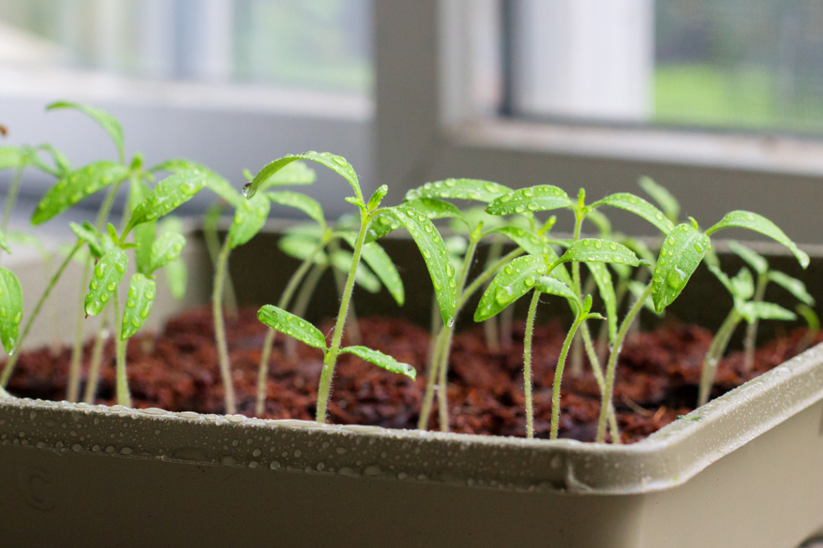 tomatoes