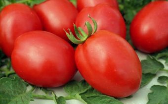 tomatoes