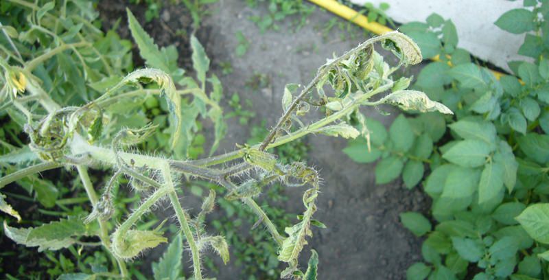 seedlings