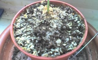 White bloom on the soil of indoor plants