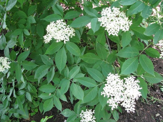 elder