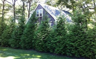 trees around the house