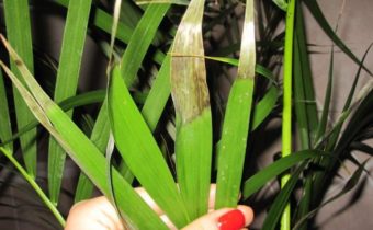 home plant
