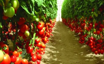 high-quality tomato varieties