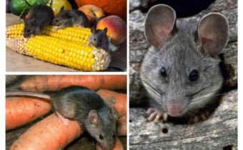 rodents at their summer cottage and in a private house