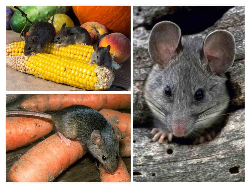 rodents at their summer cottage and in a private house