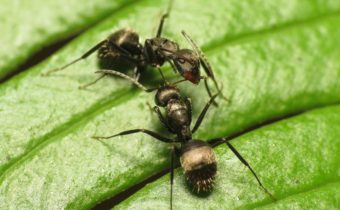 ants on the plot