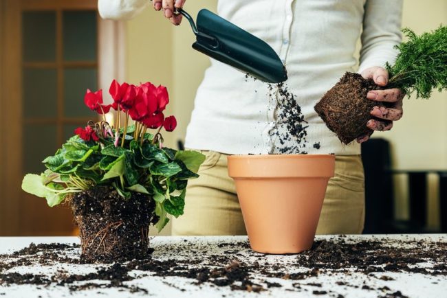 transplanting indoor plants