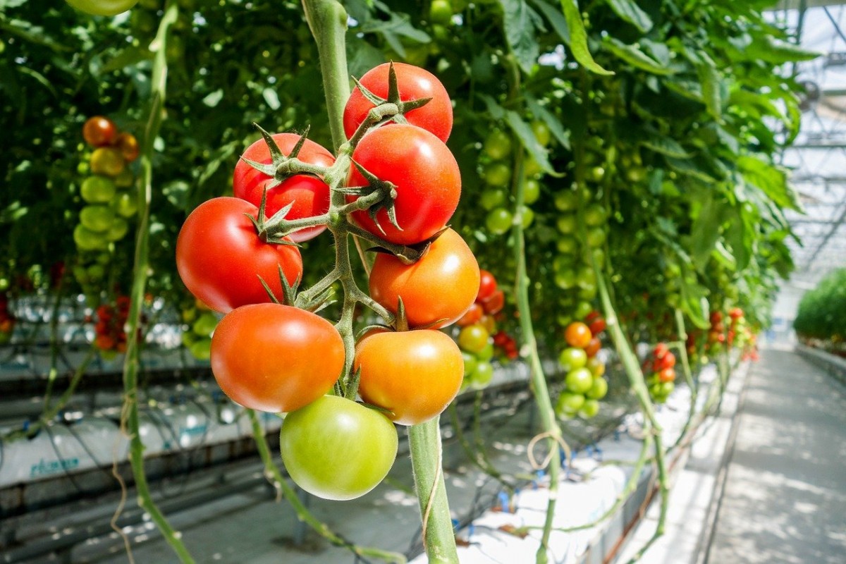 sorta_tomatov_dlya_teplic