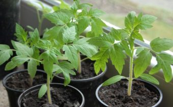 Seedlings