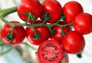 varieties of tomatoes 2019