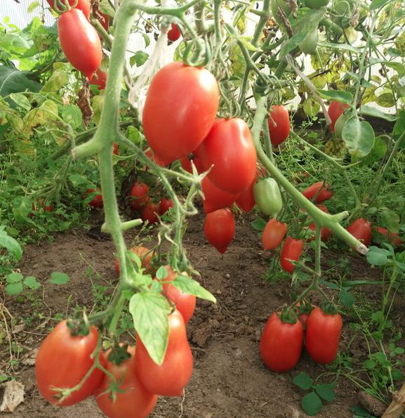 varieties of tomatoes for the greenhouse