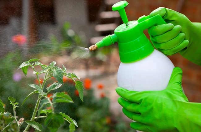 Tomato spraying