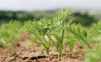 carrot shoots