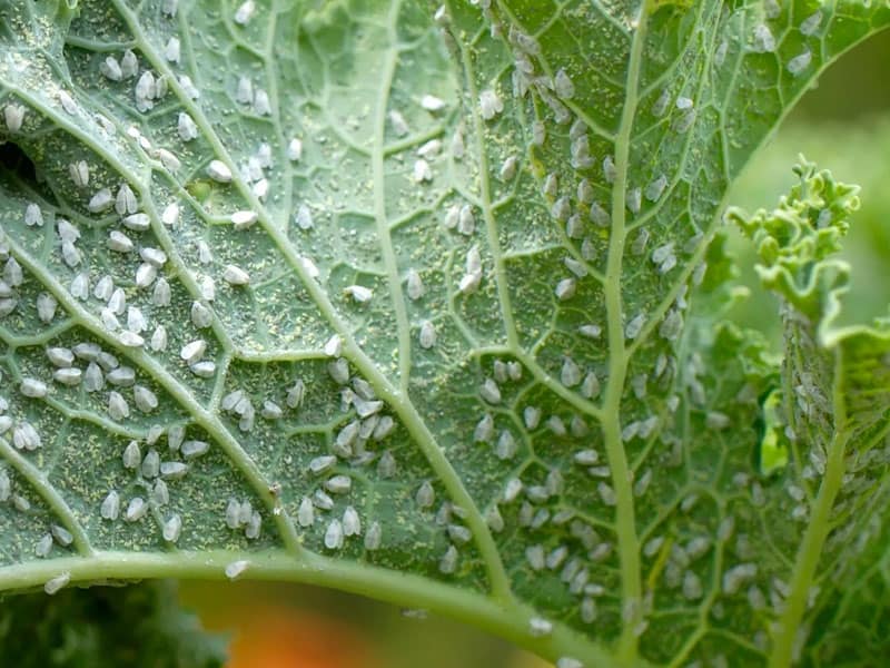 aphid on garden plants