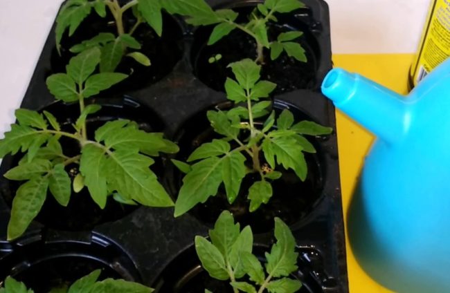 Fertilizer from potato broth for seedlings