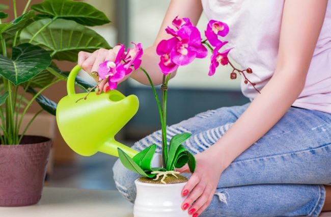 Hydrogen Peroxide for Orchid