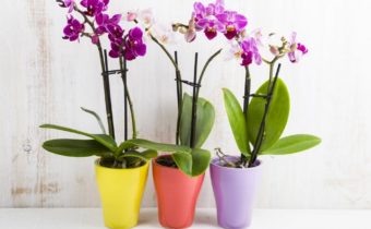 Hydrogen oxide and orchid
