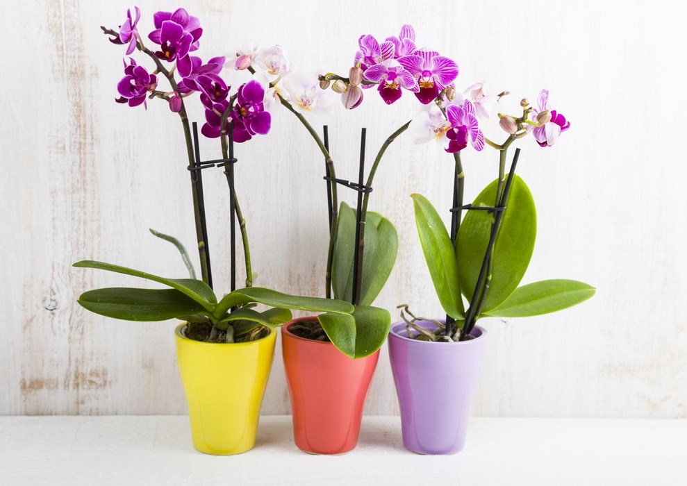Hydrogen oxide and orchid