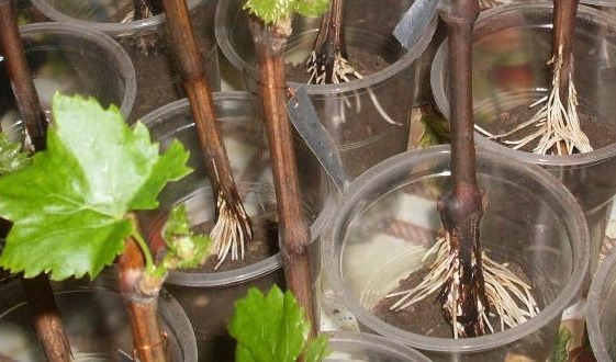 cherenki-vinograda