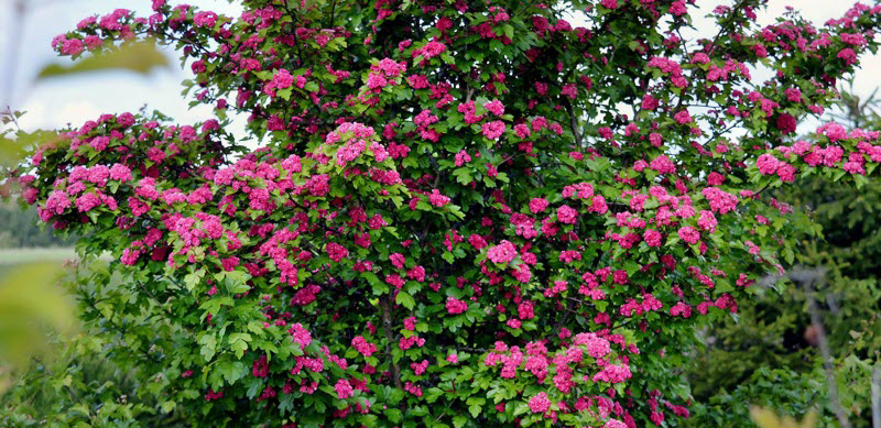 Decorative Shrub