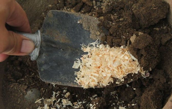 Use of sawdust