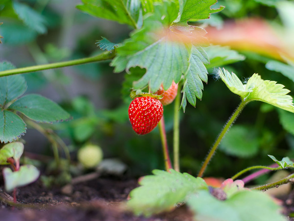 Garlic Next To Strawberries