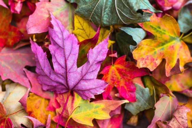 Fallen leaves