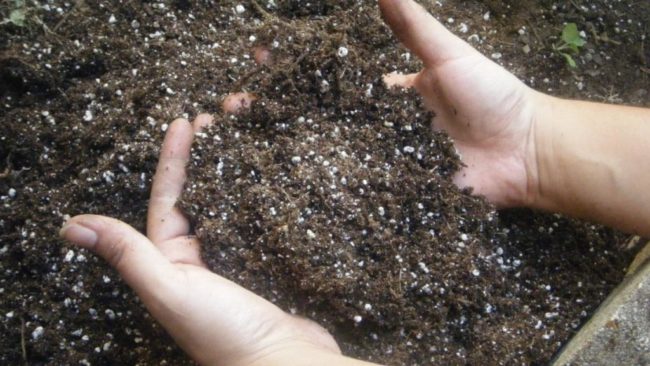 The soil